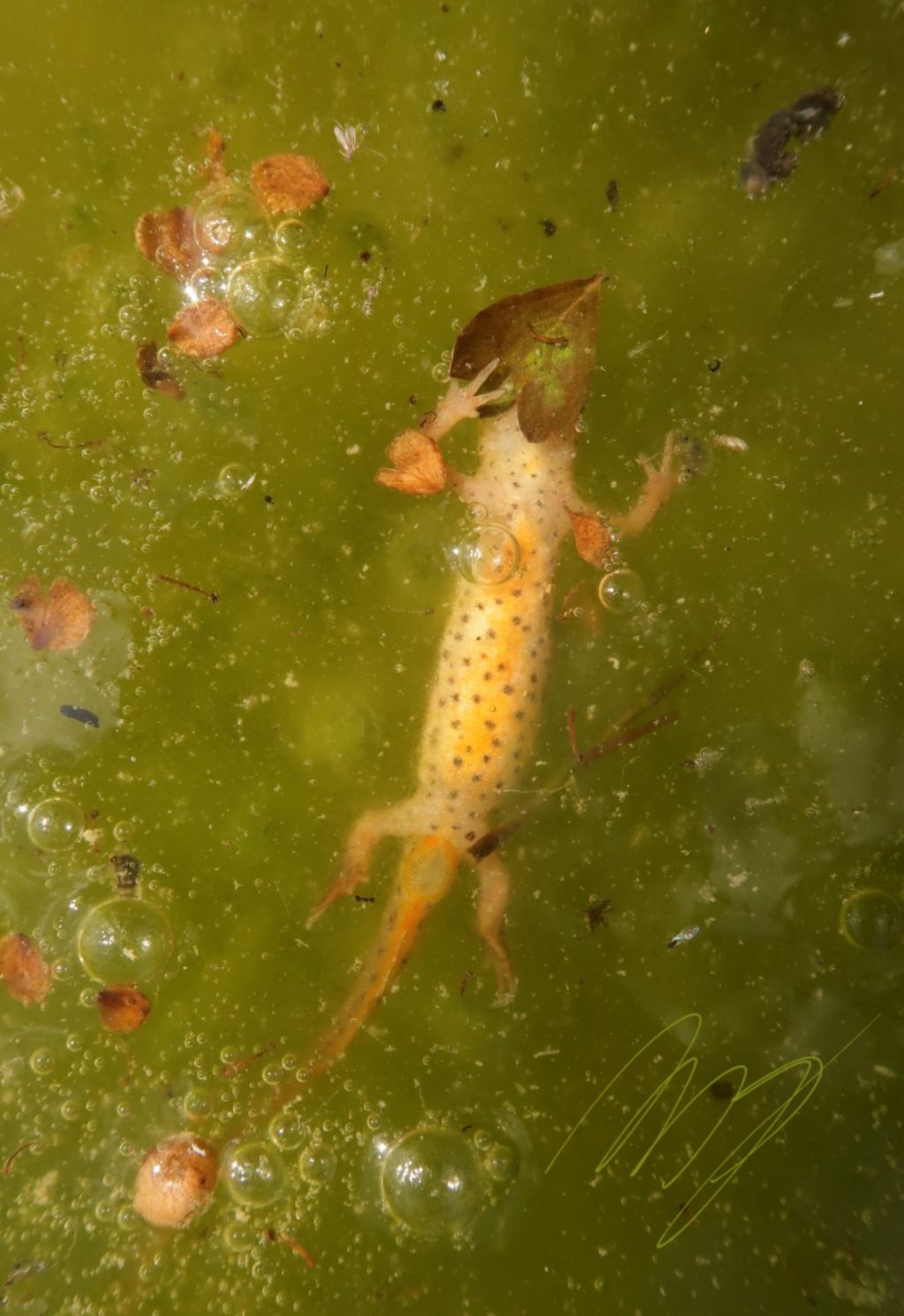 Tritoni - identificazione - Lissotriton vulgaris meridionalis